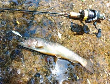尺イワナ３本 ～九頭竜川水系～